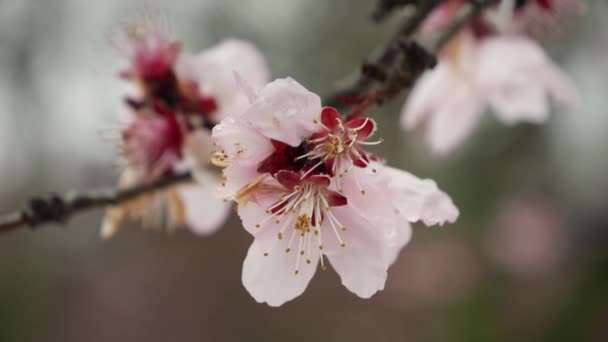 Los Copos Nieve Descienden Suavemente Sobre Flores Florecientes Cerezo Primavera — Vídeo de stock
