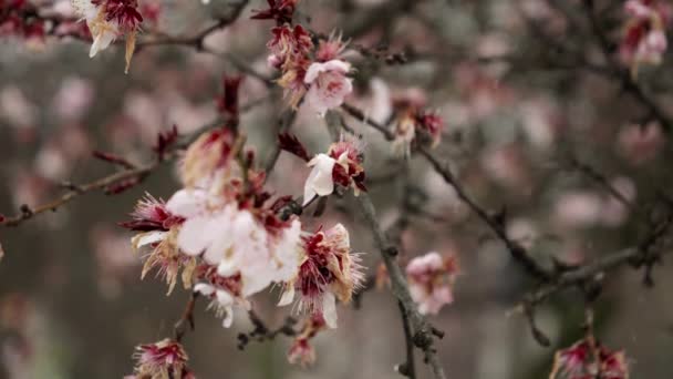 春に桜の花に落ちる雪片の遅い動きを閉じます 自然環境の美しさと気候変動の天候への影響 — ストック動画