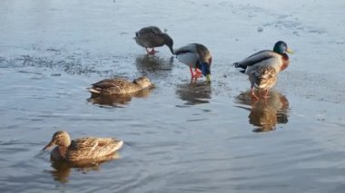 Donmuş bir gölü keşfeden ördekler yiyecek arıyor, birkaçı açık denizde yüzüyor..