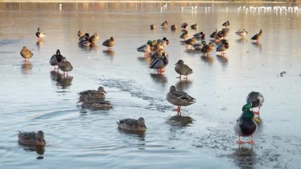 Eine Gruppe Wildenten Tritt Vorsichtig Auf Einen Zugefrorenen Stadtsee Und — Stockvideo