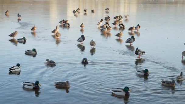 Kaczki Zwiedzające Zamarznięte Jezioro Mieście Niektóre Nich Pływają Otwartej Wodzie — Wideo stockowe
