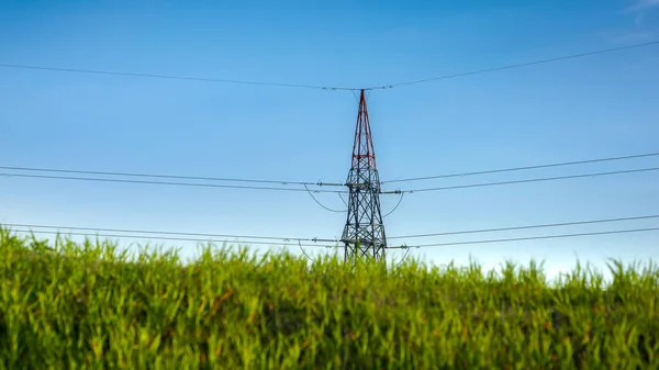 高圧送電線に対して風の下で揺れる新鮮な緑の草 グリーン電力 再生可能エネルギー 現代技術の概念 — ストック写真