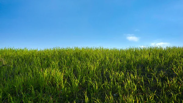 澄んだ青い空に風の下で揺れる新緑 概要自然背景 — ストック写真