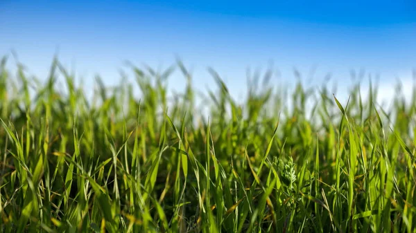 晴れた日に澄んだ青空に向かって成長している新鮮な緑の草の閉鎖 — ストック写真