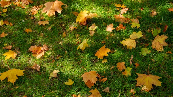 Żółte Liście Drzew Spadające Zieloną Trawę Jesiennym Parku Streszczenie Tła — Zdjęcie stockowe