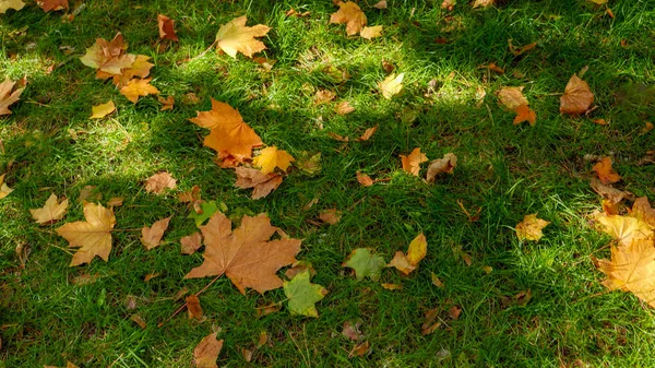 Green Grass Lawn Covered Yellow Red Tree Leaves Autumn Park — Stock Photo, Image
