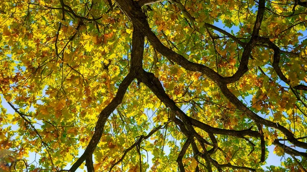 Sonbahar Ormanlarında Açık Mavi Gökyüzünde Altın Yapraklı Yüksek Meşe Ağaçları — Stok fotoğraf