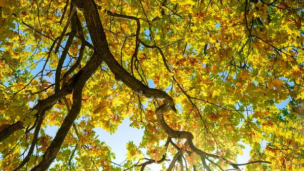 Güzel Mavi Gökyüzü Parlak Güneş Ağaç Dalları Sonbahar Yaprakları Arasında — Stok fotoğraf