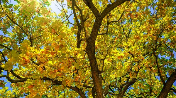 秋の公園で黄色と赤の葉で覆われたオークのドレスの下に移動するカメラのドリーショット 要旨自然背景 — ストック写真