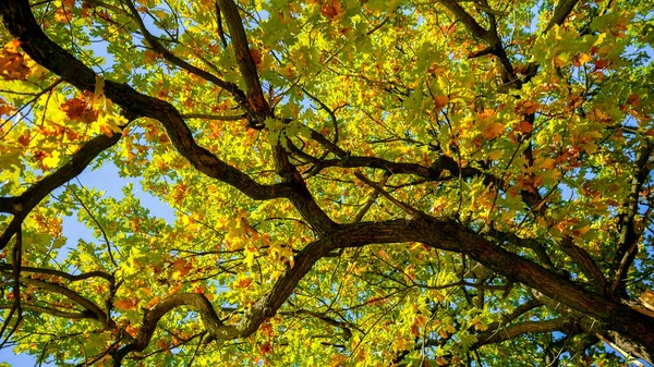 Sun Shining High Autumn Oak Tree Yellow Leaves Clear Blue — Stock Photo, Image