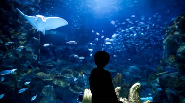 Hayvanat bahçesindeki büyük akvaryumda yüzen balık ve köpekbalıklarına bakan küçük çocuk silueti. 23 Mart 2023, İstanbul, Türkiye, Deniz Yaşamı Akvaryumu.