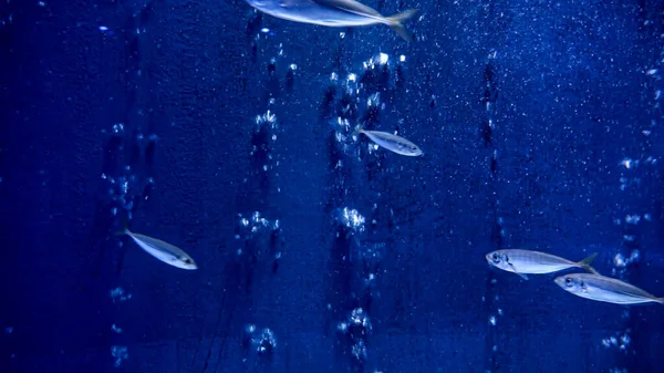 Small Fishes Swimming Air Bubbles Flowing Water Surface Abstract Natural — Stock Photo, Image