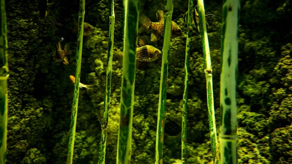 Kis Halak Közelsége Folyóban Növő Bambuszok Között Úszkál Absztrakt Természeti — Stock Fotó