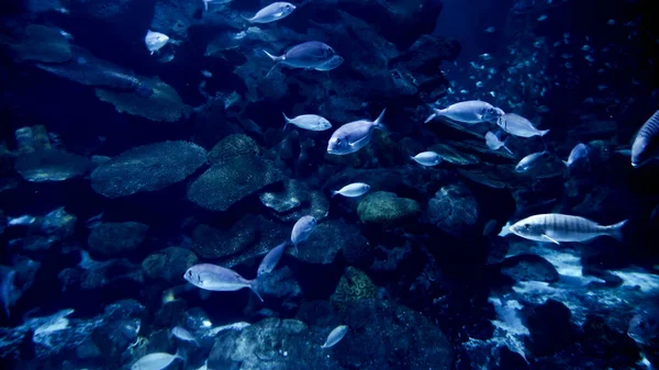Подводный Вид Морское Дно Множеством Рыб Сорняков Коралловых Рифов Абстрактный — стоковое фото