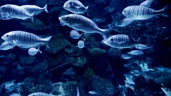 Unterwasseraufnahmen Von Vielen Fischen Die Zwischen Klippen Und Korallenriffen Schwimmen — Stockfoto