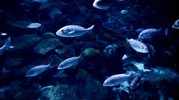 Многие Рыбы Плавают Водой Дне Моря Между Скалами Скалами Абстрактный — стоковое фото