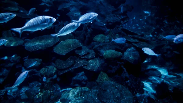 一大群鱼在冰冷的海水中在悬崖和海底岩石之间游来游去 水下背景或背景摘要 — 图库照片
