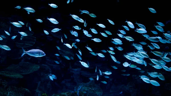 成群的鱼在一个洞穴里的黑暗的海塘上游泳 水下背景或背景摘要 — 图库照片