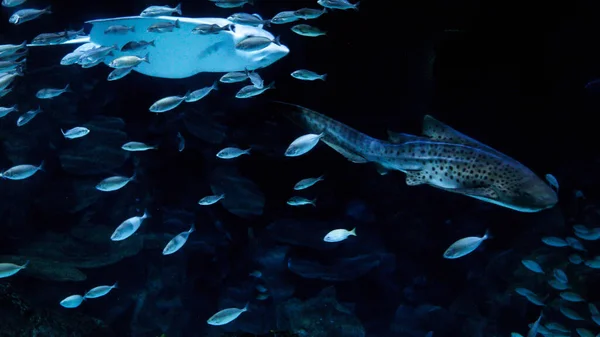 水底的浮藻和鲨鱼与成群的鱼在珊瑚礁上游来游去 — 图库照片