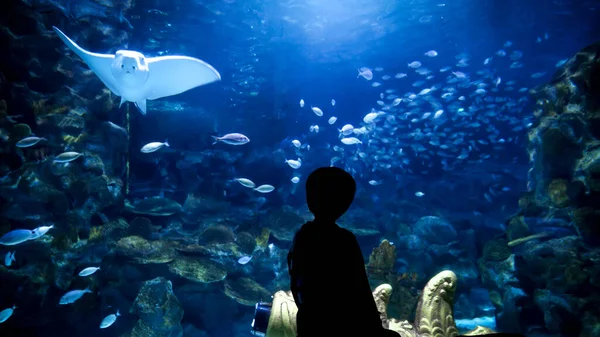 Silueta Malého Chlapce Který Dívá Ryby Žraloky Plavající Velkém Akváriu — Stock fotografie
