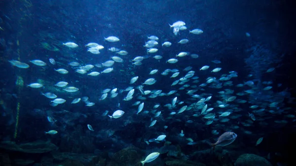 Rája Cápák Halak Úsznak Nagy Akváriumban Absztrakt Víz Alatti Háttér — Stock Fotó