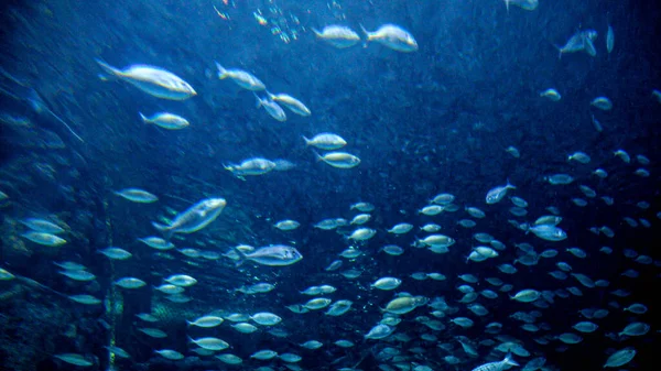 Spousta Ryb Žraloků Rejnoků Plave Velkém Akváriu Zoo Abstraktní Podvodní — Stock fotografie
