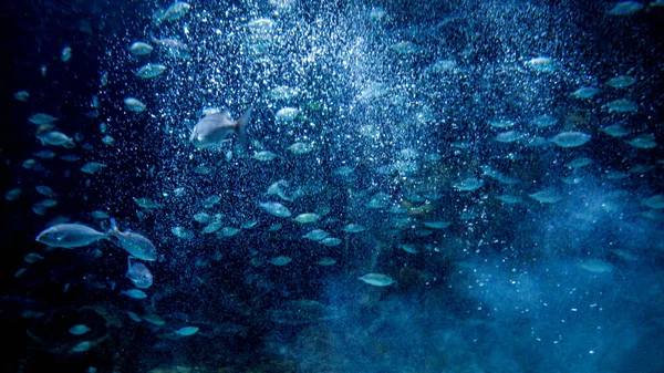 Повітряні Бульбашки Багато Риб Плавають Чистій Океанічній Воді Анотація Підводного — стокове фото