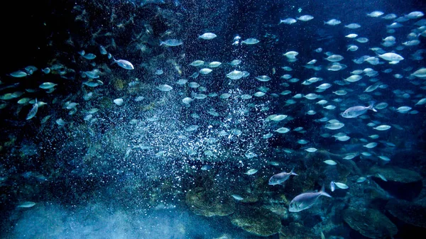 Viele Luftblasen Und Meeresfische Schwimmen Dunklen Ozeanwasser Zwischen Korallenriffen — Stockfoto
