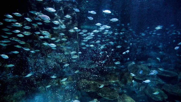 在与悬崖和珊瑚礁一起在海水中游泳的许多鱼类和鲨鱼之间流动的气泡 水下背景或背景摘要 — 图库照片