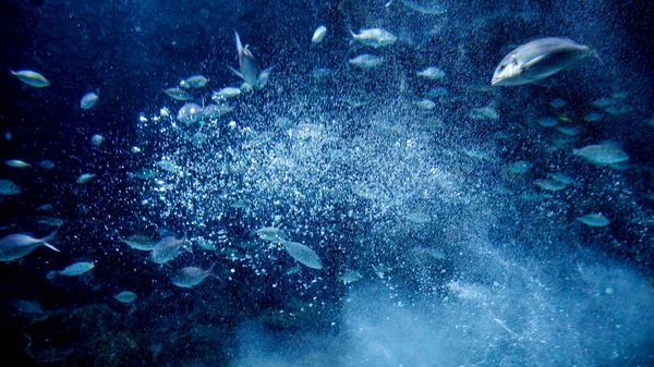 Велика Школа Морських Риб Які Плавають Темній Прозорій Морській Воді — стокове фото