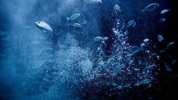 Unterwasseraufnahmen Von Meeresfischen Und Schwimmenden Luftblasen Die Von Sonnenstrahlen Beleuchtet — Stockfoto