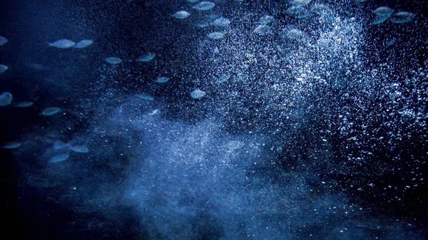 Vissen Zwemmen Grote Stroom Van Water Luchtbellen Heldere Zee Oceaan — Stockfoto