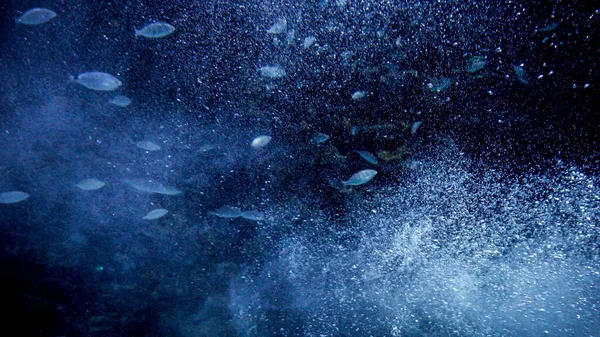 Yüzen Deniz Balıklarının Okyanus Suyunda Yüzen Hava Kabarcıklarının Odak Noktasından — Stok fotoğraf