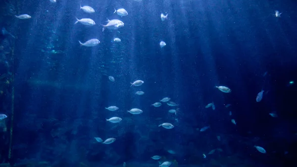 Slunce Svítí Hladinou Mořské Vody Ryby Plavající Dně Oceánu Abstraktní — Stock fotografie