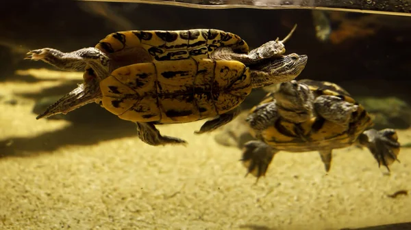 stock image Closeup of family of two turtles swimming in sea water behind aquarium glass.