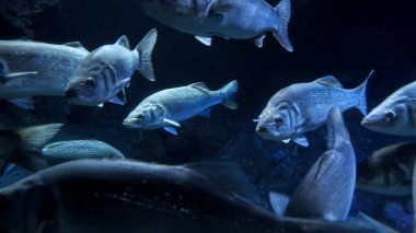 Birçok kuzey balığı deniz tabanında soğuk, berrak okyanus suyunda yüzer. Su altı arkaplanı veya arkaplan özeti.