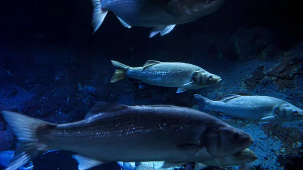 海鱼在冰冷清澈的海水中游泳的水下镜头 — 图库照片