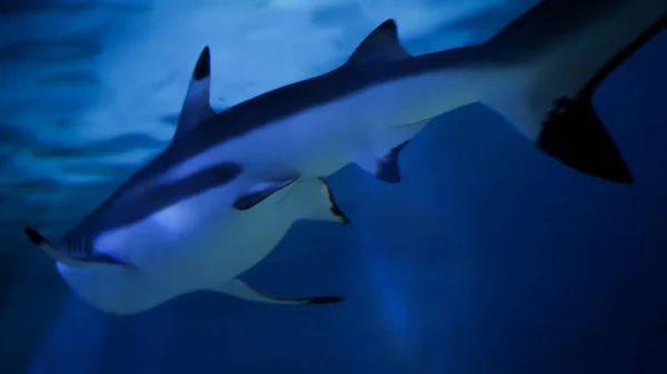 Twee Haaien Zwemmen Een Zeewateraquarium Abstract Onderwaterachtergrond Achtergrond — Stockfoto