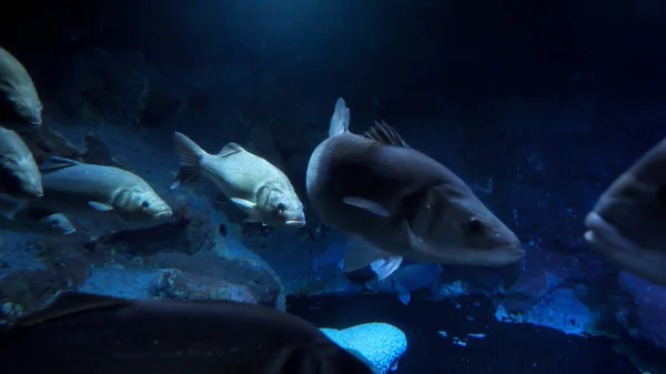 물고기떼는 어두운 밑에서 천천히 헤엄치고 있습니다 배경이나 배경을 모호하게 — 스톡 사진