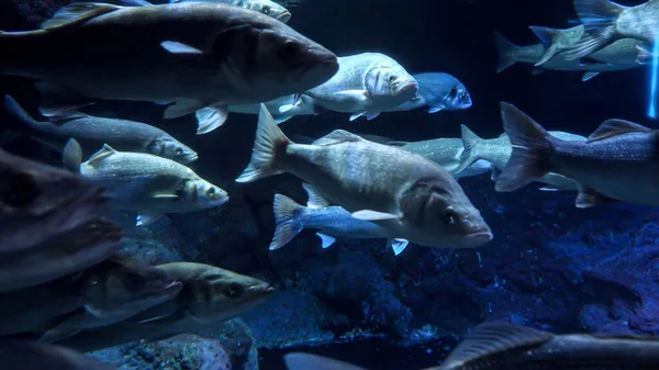 许多大鱼在冰冷 黑暗的海水中游过摄像头 水下背景或背景摘要 — 图库照片