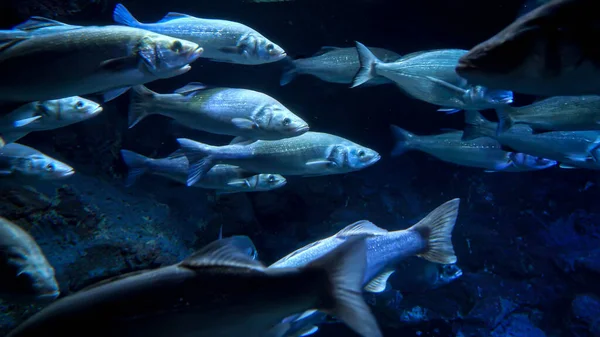 Massor Havsfiskar Som Simmar Kallt Vatten Över Korallrev — Stockfoto