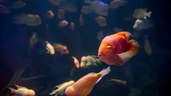 Lots Red Pink Fishes Big Foreheads Swimming Aquarium Abstract Underwater — Stock Photo, Image