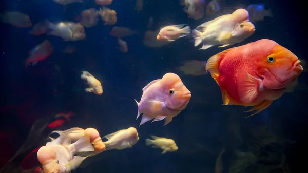 Tiro Subaquático Peixes Vermelhos Rosa Nadando Água Mar Contra Fundo — Fotografia de Stock