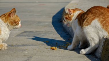 İki evsiz vahşi kedi sokaklarda yemek için kavga ediyor..