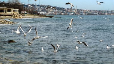 İstanbul 'da deniz kıyısında bir sürü martı uçuyor ve yiyecek arıyor.
