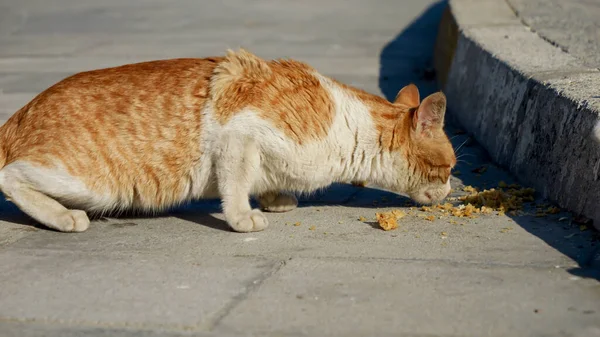Gato Rojo Sucio Sin Hogar Buscando Comida Calle Ciudad Animales — Foto de Stock
