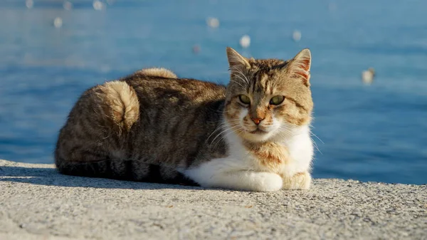 Piękny Kot Relaksujący Się Molo Porcie Morskim Ciepły Słoneczny Dzień — Zdjęcie stockowe