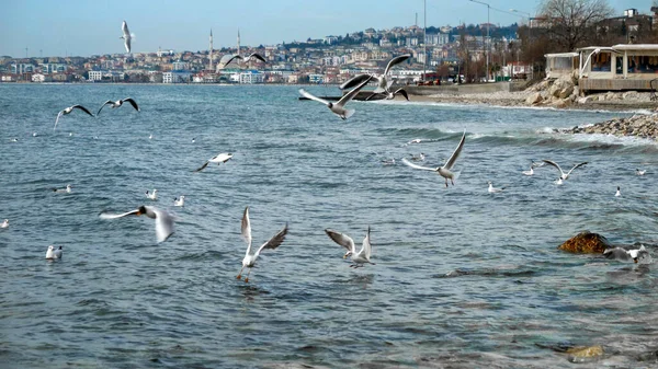 Isztambulban Tenger Partján Sok Sirály Repül Keres Élelmet — Stock Fotó