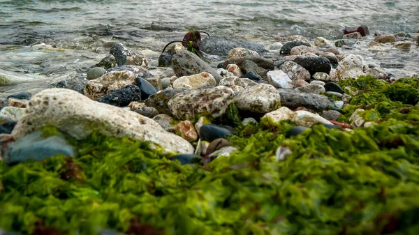 Морські Водорості Водорості Покриті Породами Миються Морськими Хвилями Повільному Русі — стокове фото