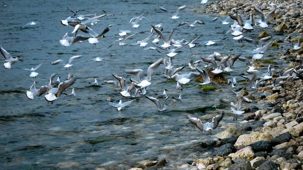 Lots Hungry Seagulls Searching Food Rocky Sea Beach — Stock Photo, Image